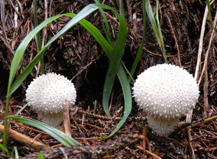 Lycoperdon e dintorni